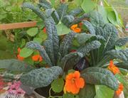 US attack on Iran brings UK food security into question